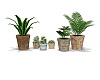 Beachy Potted Plants