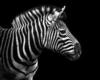 My Zebra Nightstand