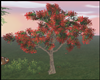 NR* Red Flamboyan Tree