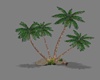 PalmTree &R ocks&Plants