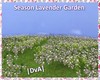 Season Lavender Garden