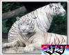 White Tigers Watching