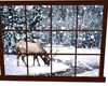Snowy Window Deer