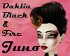 Dahlia Black & Fire
