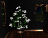 Lakeside Tree Plant