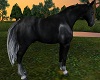 black horse anim