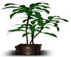 LUX PLANT 2