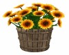 Sunflower Bucket