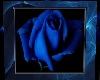 Blue Rose Picture