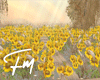 Sunflower field |FM346