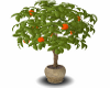 Orange Tree in Planter