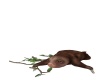 {LS} Sloth