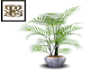 SB Aqua Tall Pot Palm