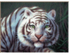 White Tiger Blinking Eye