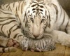 tiger & cub