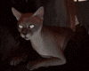 Holdding Cat