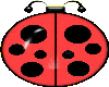 lady bug