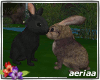 ::L:: Rabbits Cuddle