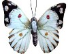 2White Butterflies Anima