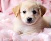 cute puppys world 11