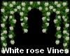 Climbing White Rose Vine