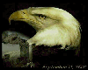 Crying Eagle