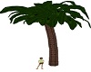 Paradise Palm Tree