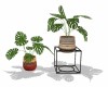 Monstera Plants