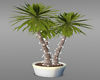Indoor Palms