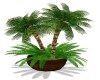 POTTED PALMS