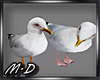[MD]Sitting Seagulls