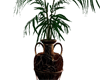 Amphora Plant