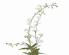 Flowers 10