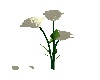 white rose w/o vase
