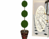 Dubai Front Door Plant