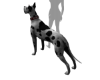 Great Dane Harlequin