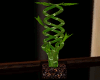 Luck Plant