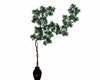 Plant evergreen