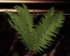 [CI]Intimate Plant 4
