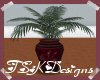 TSK-Tall Potted Palm