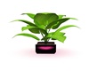 blk/Pink House Plant
