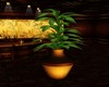 Plant in Golden Vase