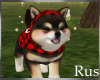 Rus: Shiba Pup Canadian