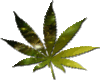 :PS: Animated Weed leaf