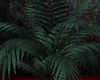 casbah plant