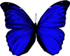 !S! Butterfly Blue