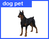 Dog Pet