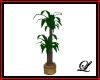 ~L~Potted Palm