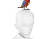 C| Parrot On Head M-PET