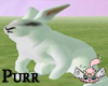 <3*P White rabbit